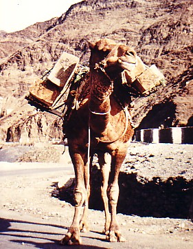 camel in Khyber Pass